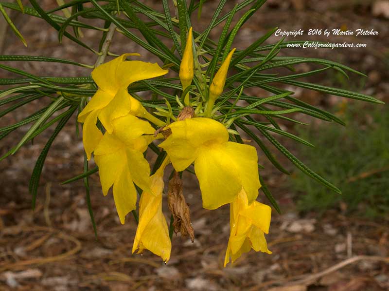 Cascabela thevetia, Yellow Oleander