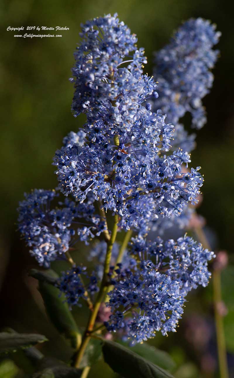 Ceanothus Tassajara Blue, California Lilac