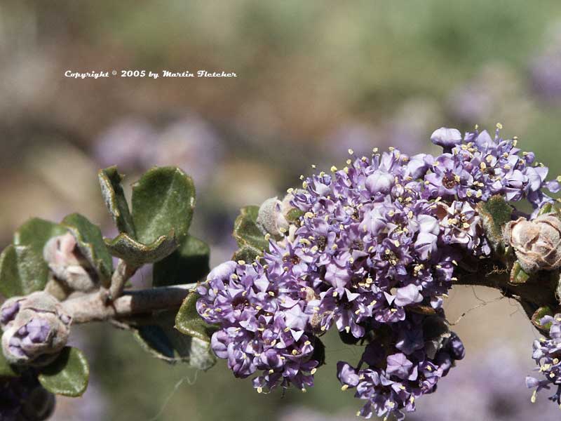 Ceanothus List