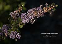 Ceanothus Valley Violet, Valley Violet California Lilac