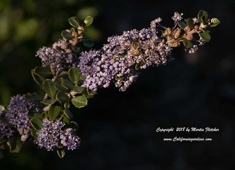Ceanothus maritimus Valley Violet, California Lilac