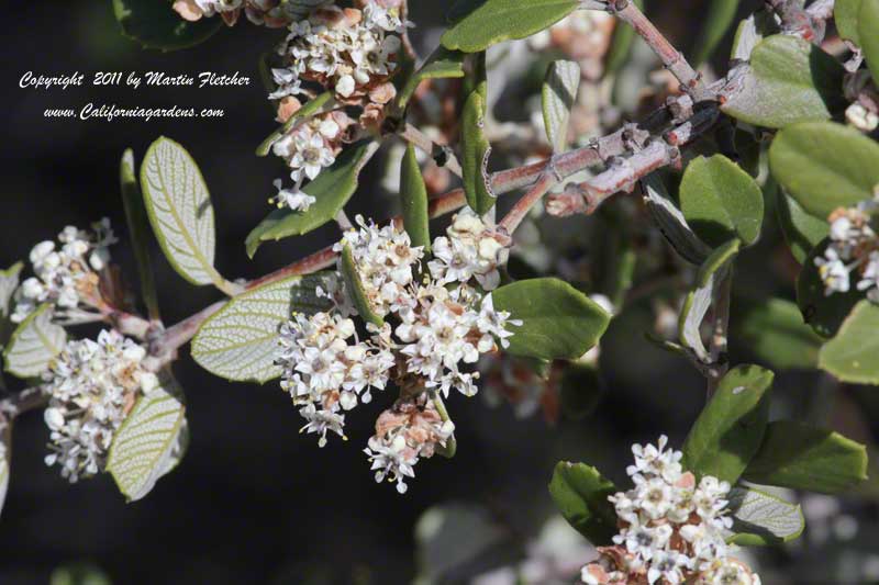 Ceanothus megacarpus, Bigpod California Lilac