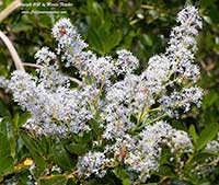 Ceanothus spinosus, Greenbark Ceanothus, Redheart California Lilac