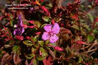 Centradenia grandiflora, Trailing Princess Flower
