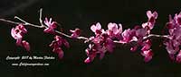 Cercis canadensis, Forest Pansy Redbud, Purple Leaved Eastern Redbud