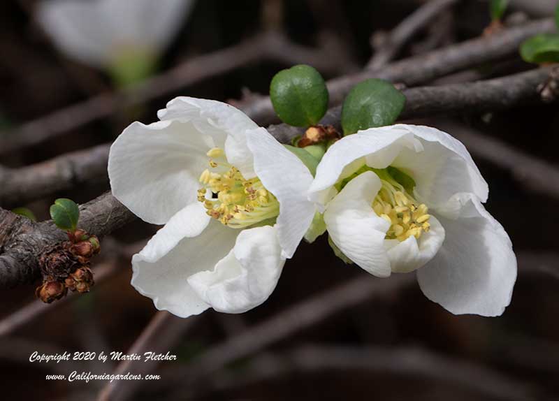 Chaenomeles, White Flowering Quince