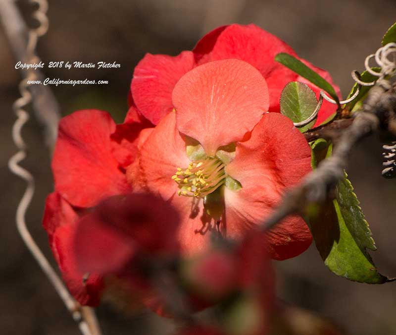 Chaenomeles, Red Flowering Quince