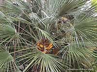 Chamaerops humilis, Mediterranian Fan Palm