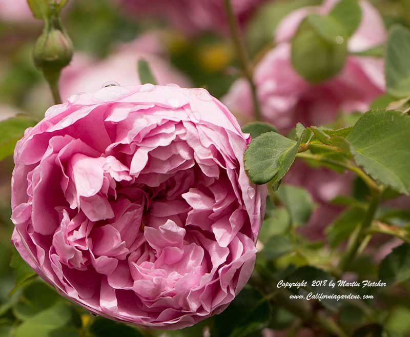 Charles Rennie MackIntosh Rose