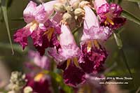 Chilopsis linearis Purple Splendor, Purple Splendor Desert Willow
