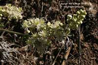 Clematis ligusticifolia, Creek Clematis, Virgins Bower