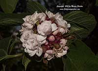 Clerodendrum philippinum, Cashmere Bouquet
