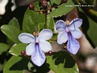 Clerodendrum ugandense, Blue Butterfly