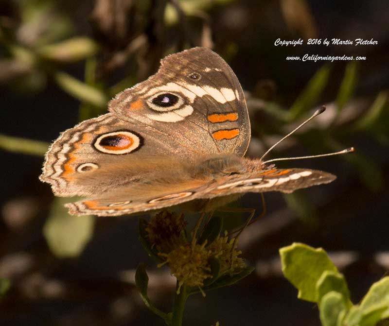 Common Buckeye, Junonia coenia