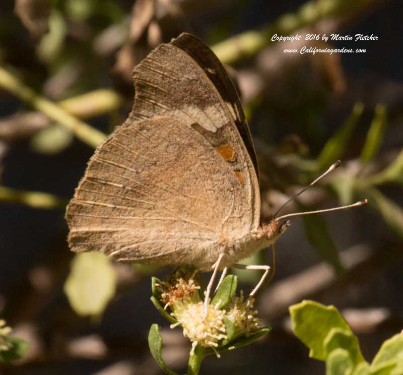 Baccharis pilularis, Coyote Brush with Common Buckeye