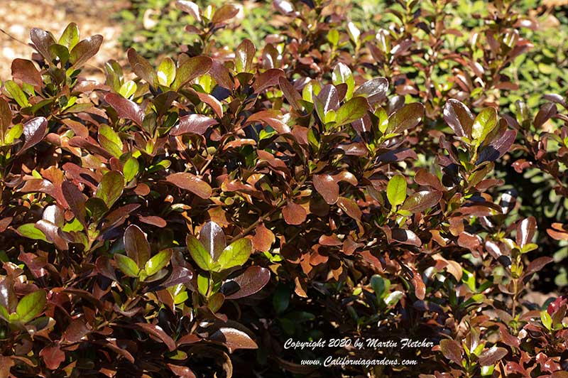 Coprosma County Park Red