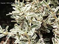 Coprosma kirkii variegata, Dwarf Variegated Mirror Plant