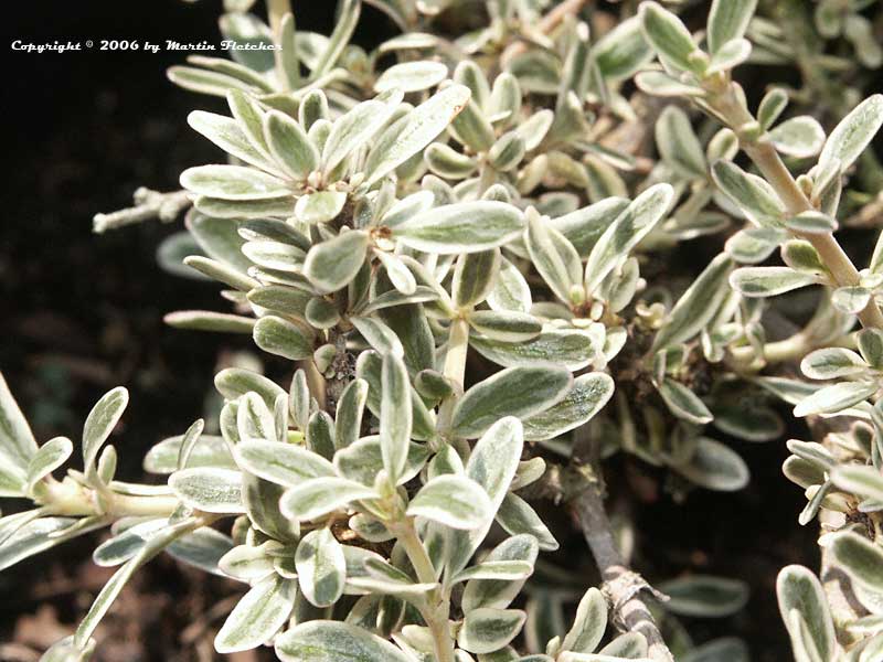 Coprosma kirkii variegata, Dwarf Mirror Plant