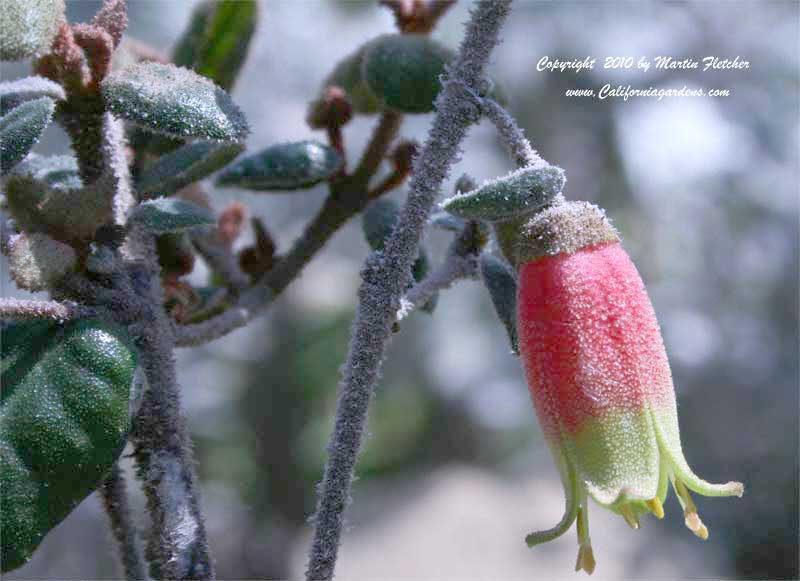 Correa reflexa Cape Carpet, Green Cape Australian Fuchsia