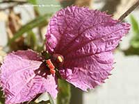Dalechampia dioscoreifolia, Purple Wings, Costa Rican Butterfly Vine