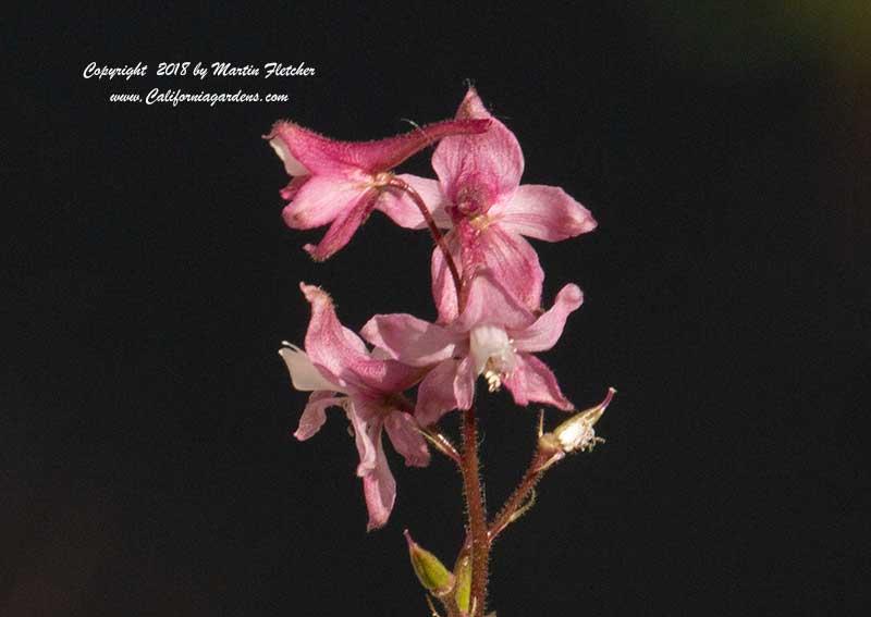 Delphinium purpusii, Kern County Larkspur, Rose Flowered Larkspur