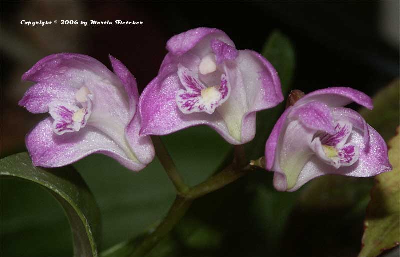 Dendrobium kingianum, Pink Rock Orchid