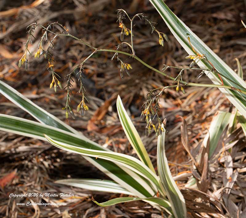 Dianella tasmanica variegata, White Striped Flax Lily