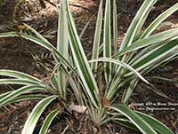 Dianella tasmanica variegata, White Striped Flax Lily