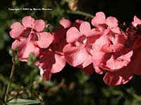 Diascia integerrima, Spur Flower