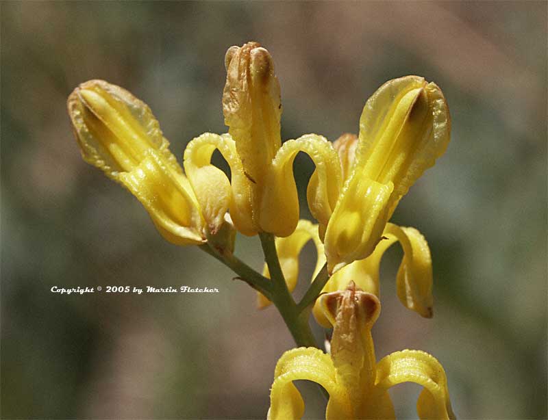 Dicentra chrysantha, Ehrendorferia chrysantha, Golden Eardrops