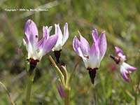 Dodecatheon clevelandii, Padres Shooting Star