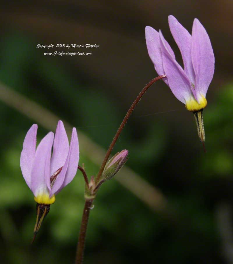 Dodecatheon hendersonii, Mosquito Bills, Foothill Shooting Star