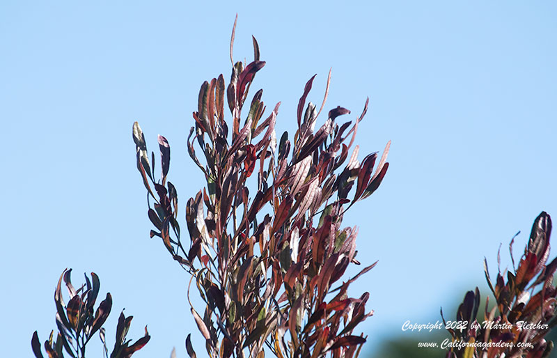 Dodonaea viscosa purpurea, Purple Hopseed Bush