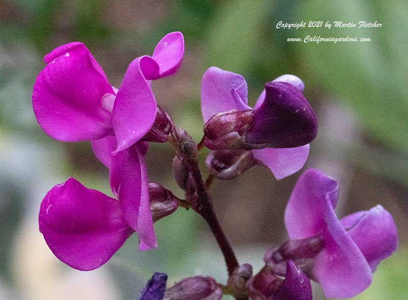 Dolichos lablab flowers, Hyacinth Bean