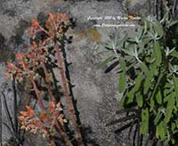 Dudleya lanceolata, Lance Leaf Liveforever