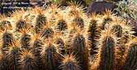 Echinocereus mojavensis, Mojave King Cup Cactus