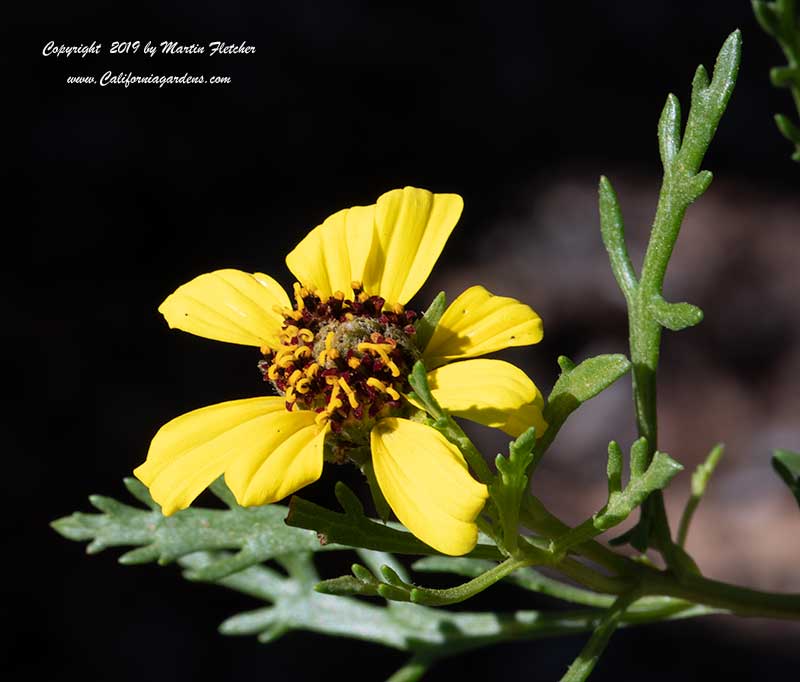 Encelia ventorum, Baja Bush Sunflower