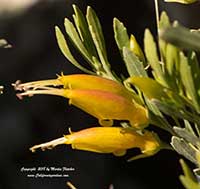 Eremophila glabra Mingenew Gold, Mingenew Gold Emu Bush