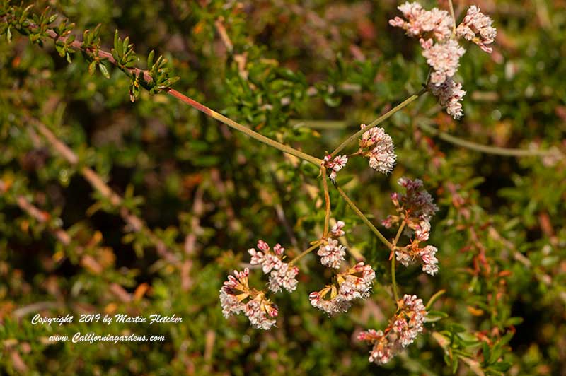Eriogonum fasciculatum Warriner Lytle, Warriner Lytle California Buckwheat