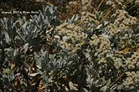 Eriogonum giganteum, Saint Catherine's Lace