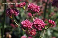Eriogonum grande rubescens, Red Buckwheat, Pink Buckwheat