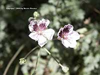 Erodium glandulosum roseum, Black Eyed Heronsbill