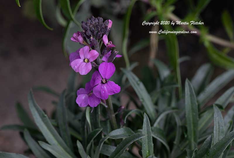 Erysimum Bowles Mauve, Purple Wall Flower
