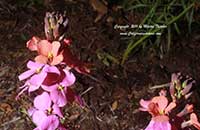 Erysimum Jenny Brook, Jenny Brook Perennial Wallflower
