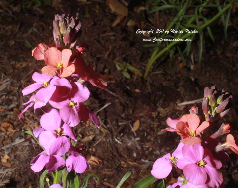 Erysimum Jenny Brook, Perennial Wall Flower