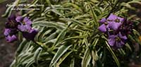 Erysimum linifolium variegatum, Variegated Purple Wall Flower