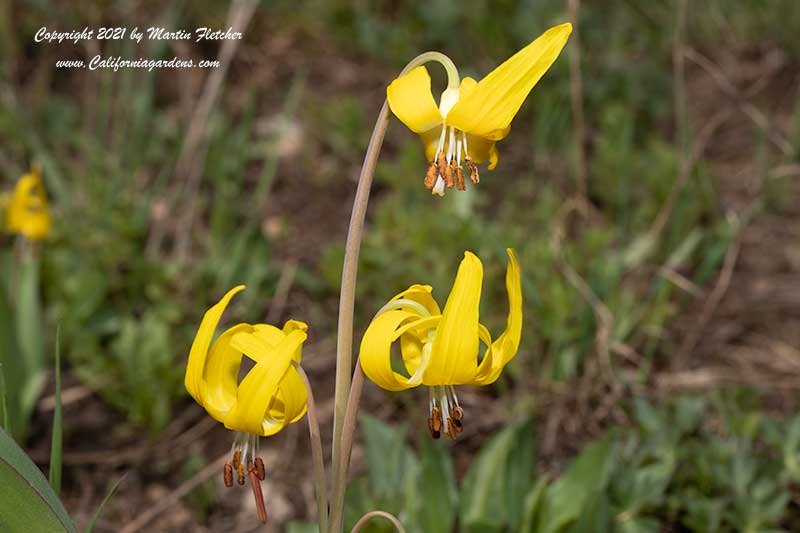 Erythronium grandiflorum, Glacier Lily, Yellow Avalanche Lily