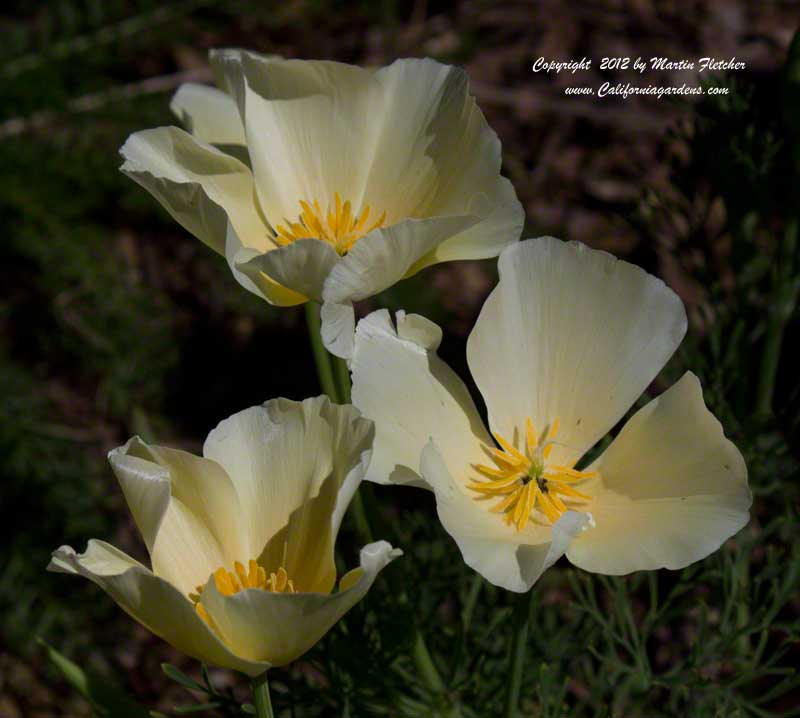 Eschscholzia White Linen, White Linen California Poppy