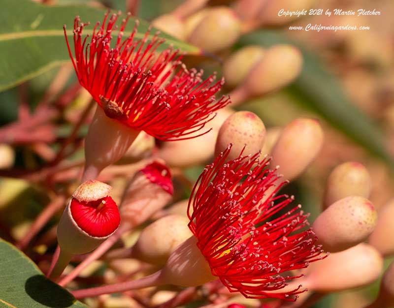 Corymbia ficifolia, Eucalyptus ficifolia, Red Flowering Gum