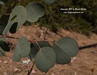 Eucalyptus polyanthemos, Silver Dollar Gum, Red Box